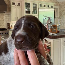 Misty - Liver and white female German Shorthaired Pointer puppy in San Antonio, Texas from Alvarado Farm Kennels, LLC