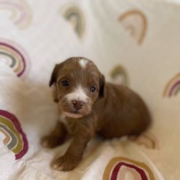 Aussiedoodle and Goldendoodle Puppies from Garside Doodles