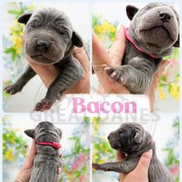 Bacon - Blue female Great Dane puppy in Sac City, Iowa from Northern Great Danes of Colorado & Iowa