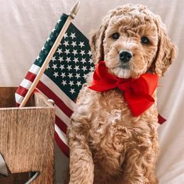 Bannock - Red  male Goldendoodle puppy in Meridian, Idaho from Table Rock Legacy Doodles