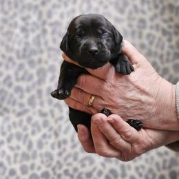 Grey Collar - Black male Labrador Retriever puppy in Boyd, Minnesota from Lindley Labradors