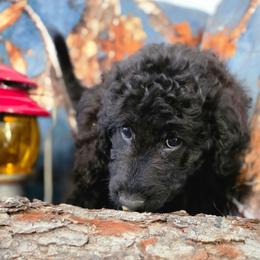 Billie Jean - Blue female Labradoodle puppy in Lansing, North Carolina from Murphy Manor Mountain Doodles