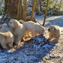 Golden Retriever Puppies from Hoekema Homestead Goldens