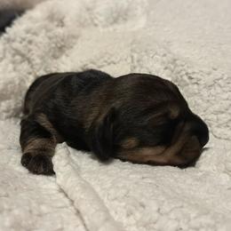 Girl 1 - Wild boar female Dachshund puppy in San Jose, California from Zwinger vom Donau-Ries