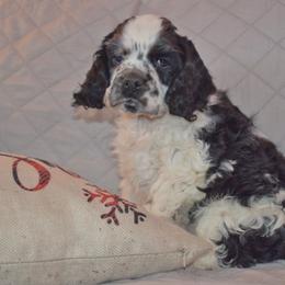 Parker - Black and white male Cocker Spaniel puppy in Myerstown, Pennsylvania from The Cocker Cingdom