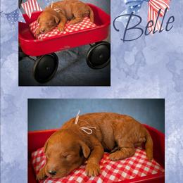 Belle - Red  female Goldendoodle puppy in Coarsegold, California from Hobbit Hollow Acres