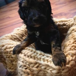 Aussiedoodle Puppies from Hills Barkery