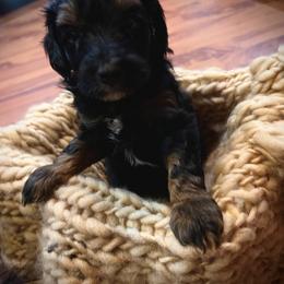 Aussiedoodle Puppies from Hills Barkery