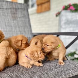 Girl 2 - Dark golden female Golden Retriever puppy in Buffalo, Missouri from Thrasher Family Puppies