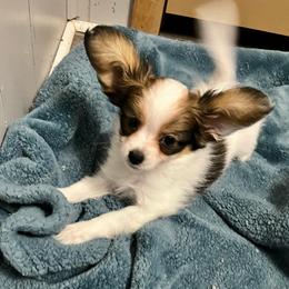 Buck - White black and tan male Papillon puppy in Central Florida, Florida from Sunshine Papillons