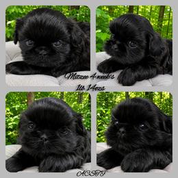 Daisy - Black female Shih Tzu puppy in Maize, Kansas from Air Capital Shih Tzu Puppies