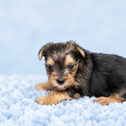 Maltese and Yorkshire Terrier Puppies from Maltese Dollhouse