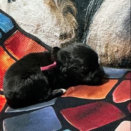 Raven - Black female Miniature Schnauzer puppy in Comanche, Texas from Circle R