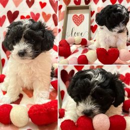 Maltese from Katherine's Maltese
