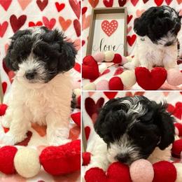Maltese from Katherine's Maltese