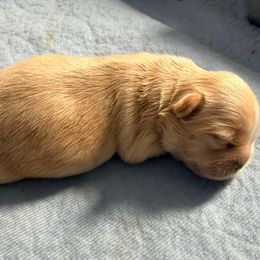 Dasher - Gold female Shih Tzu puppy in Orlando, Florida from Jenny's Shih Tzus