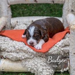 Badger - Tri-color male Bernedoodle puppy in Williamson, New York from Lakeside Doodles