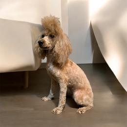 Metallica - Poodle