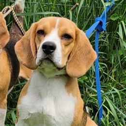 Loco  - Beagle