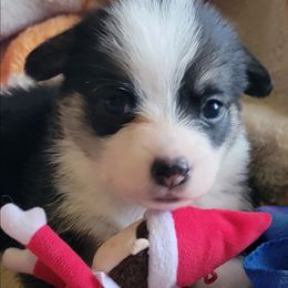 Tie-dye Bandana Girl - Black and tan female Pembroke Welsh Corgi puppy in Cherokee, Oklahoma from MCS Farms-OK