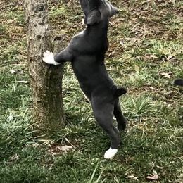 Mountain Cur Puppies from Walnut Ridge Mountain Curs