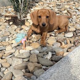 Opal - Red female Dachshund puppy in Crossville, Tennessee from Golden Mini Farm