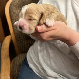 Lovey - Buff female Cockapoo puppy in Wellington, Kansas from Brian’s Puppies