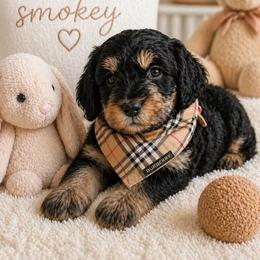 Smokey - Merle male Goldendoodle puppy in Aurora, Illinois from Chicago Goldendoodles