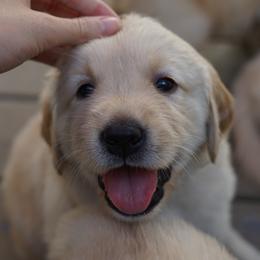 Golden Retriever, Goldendoodle, and Sheepadoodle Puppies from Guppy Puppies