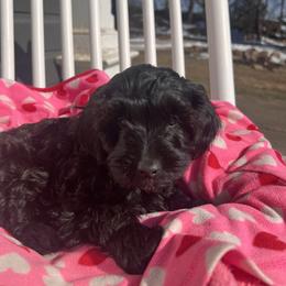 Alan - male Aussiedoodle puppy in Utica, Ohio from Poodle Me Crazy