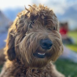 Hudson - Australian Labradoodle