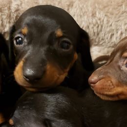 Dachshunds from Spurgin Dachshunds