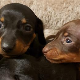 Dachshunds from Spurgin Dachshunds