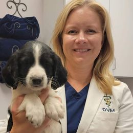 English Springer Spaniels from Field Bred Springers