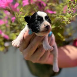 Cruise - Green Boy - Parti male Miniature Schnauzer puppy in Oneonta, Alabama from Murphree Valley Kennels