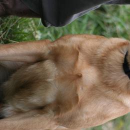 Storm - Labrador Retriever