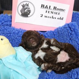 Lagotto Romagnolo Puppies from Royal and Loyal Lagotto Romagnolo