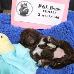 Lagotto Romagnolo Puppies from Royal and Loyal Lagotto Romagnolo