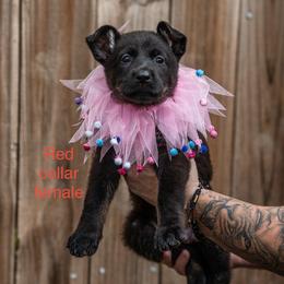 Red Collar Girl - Bi-color female German Shepherd puppy in Universal City, Texas from Jaxinhaus German Shepherds