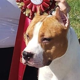 Renegade - American Staffordshire Terrier