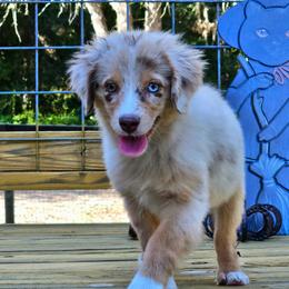 Victory - Red merle female Miniature Australian Shepherd puppy in Dunnellon, Florida from Ever After Mini Aussies