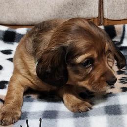 Dachshund Puppies from Happy Tails Doxie's