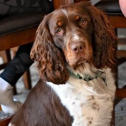 English Springer Spaniels from Keenerbelle Springers