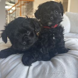 Yorkipoo Puppies from Bossman Yorkipoos