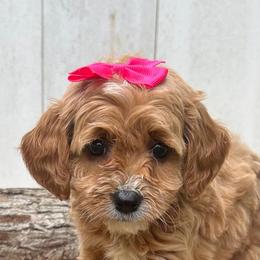 Pink Heart - Apricot female Goldendoodle puppy in Germantown, Maryland from Honey Blossom Doodles