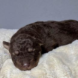 Toby - Brown and white male Siberian Husky puppy in Deer Park, Texas from SouthernBell Siberian Huskies
