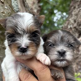Yorkshire Terrier puppies from Royal Biewer and Royal Aussies