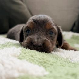 Strawberry - Gray (blue) and tan female Dachshund puppy in Moore, South Carolina from Tippy Toes Dachshunds