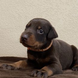 Doberman Pinscher Puppies from Obsidian Kennels