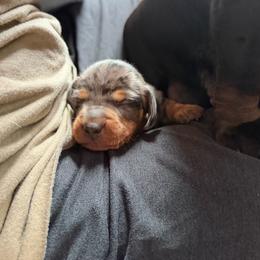 Stormy - Dapple male Dachshund puppy in Rutherfordton, North Carolina from Ziva's Friends